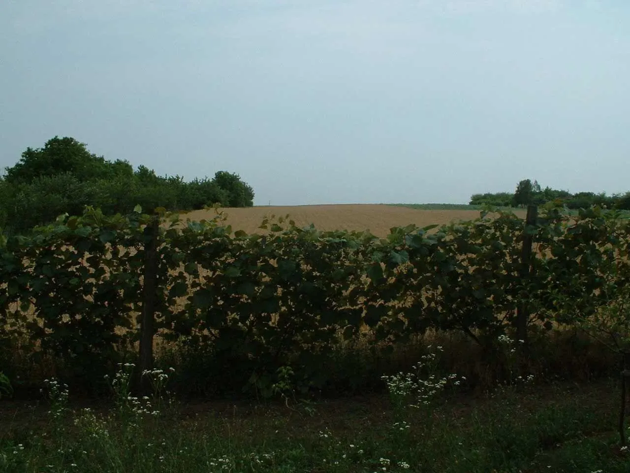 Nekretnina Radiofar (Zemun)