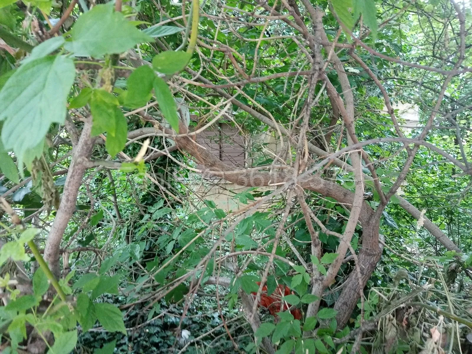 Kuća - Palilula (Beograd)