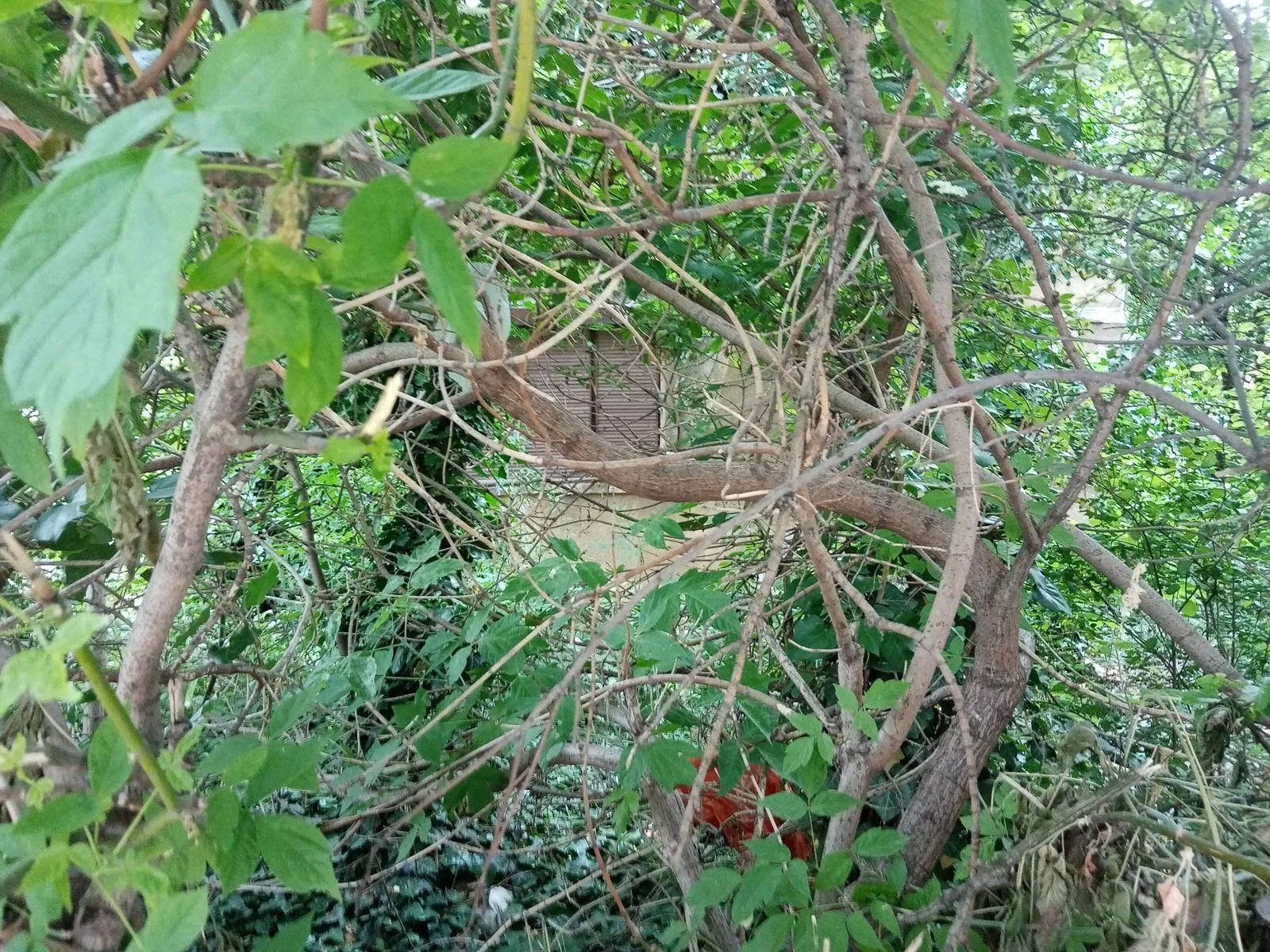 Nekretnina Karaburma (Palilula)